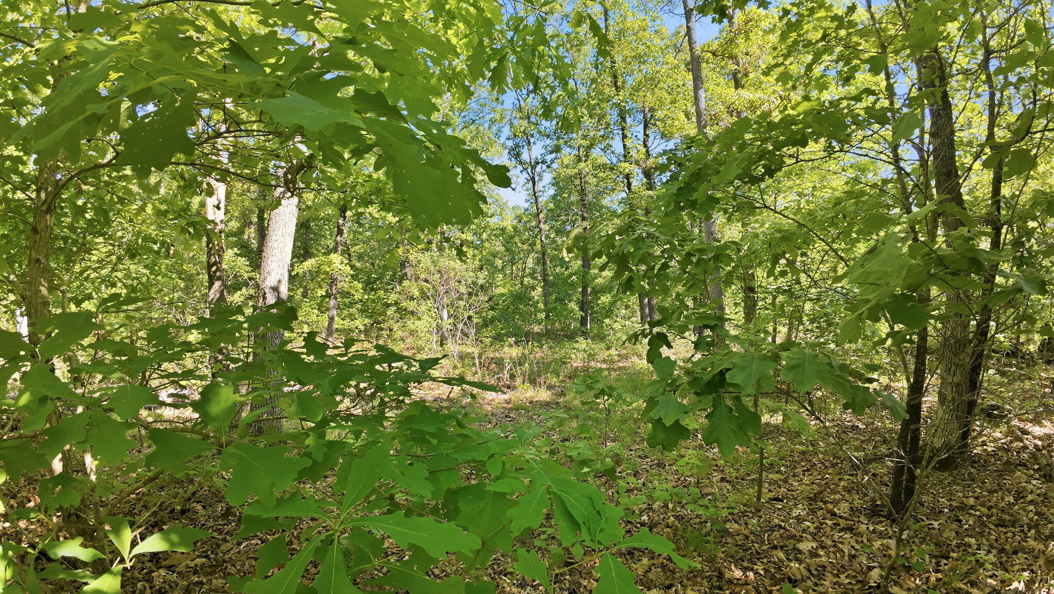 0 Angus Road Warsaw, MO 65355 - Photo 27 of 76 73-web-or-mls-Edwards_MO_051