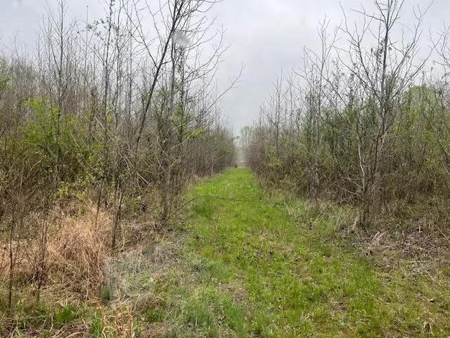 a view of a yard with a tree