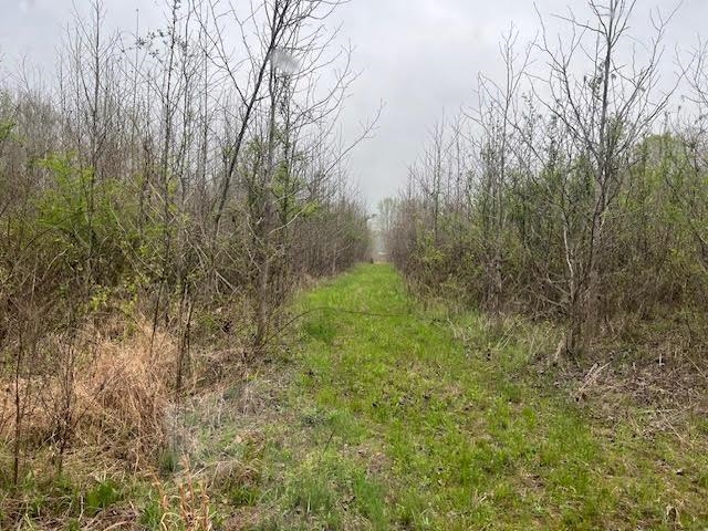 80 Macon Ridge Cove Williston, TN 38076 - Photo 2 of 5 a view of a yard with a tree