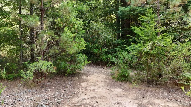 a view of a yard with plants and large trees