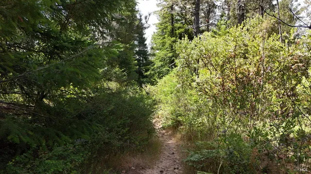 a view of a large tree with lots of trees