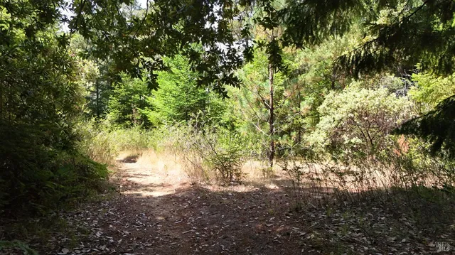 a view of a forest with trees