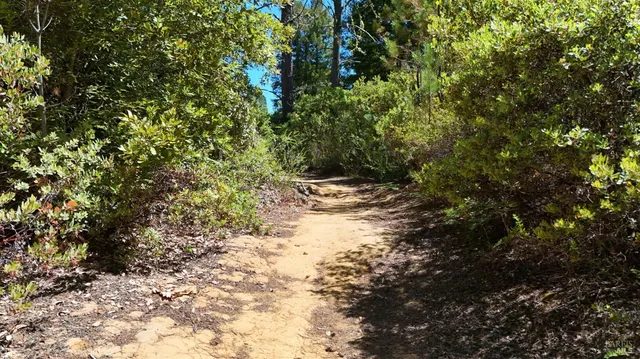a view of a pathway both side of yard