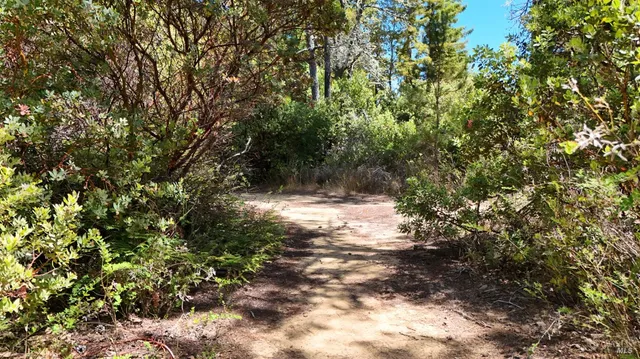 a view of a yard with plants and trees