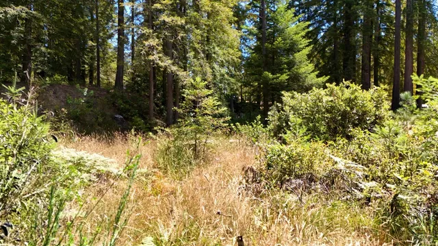 a view of a yard with plants and large trees
