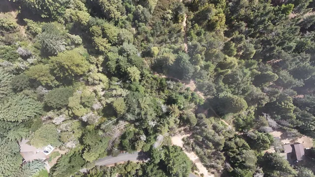 a view of a forest with a lake
