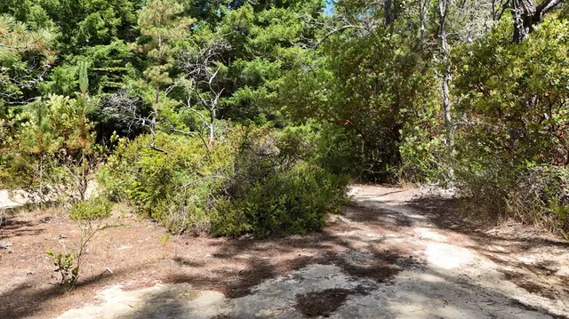 a view of a yard with plants and trees