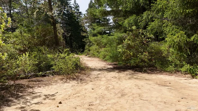 a view of a forest with large trees