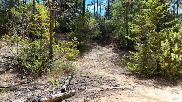 a view of a yard with plants and tree