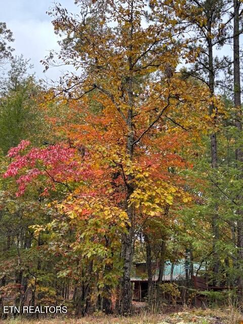 2308 Hidden Mountain Road Sevierville, TN 37876 - Photo 6 of 8 Fall Tree