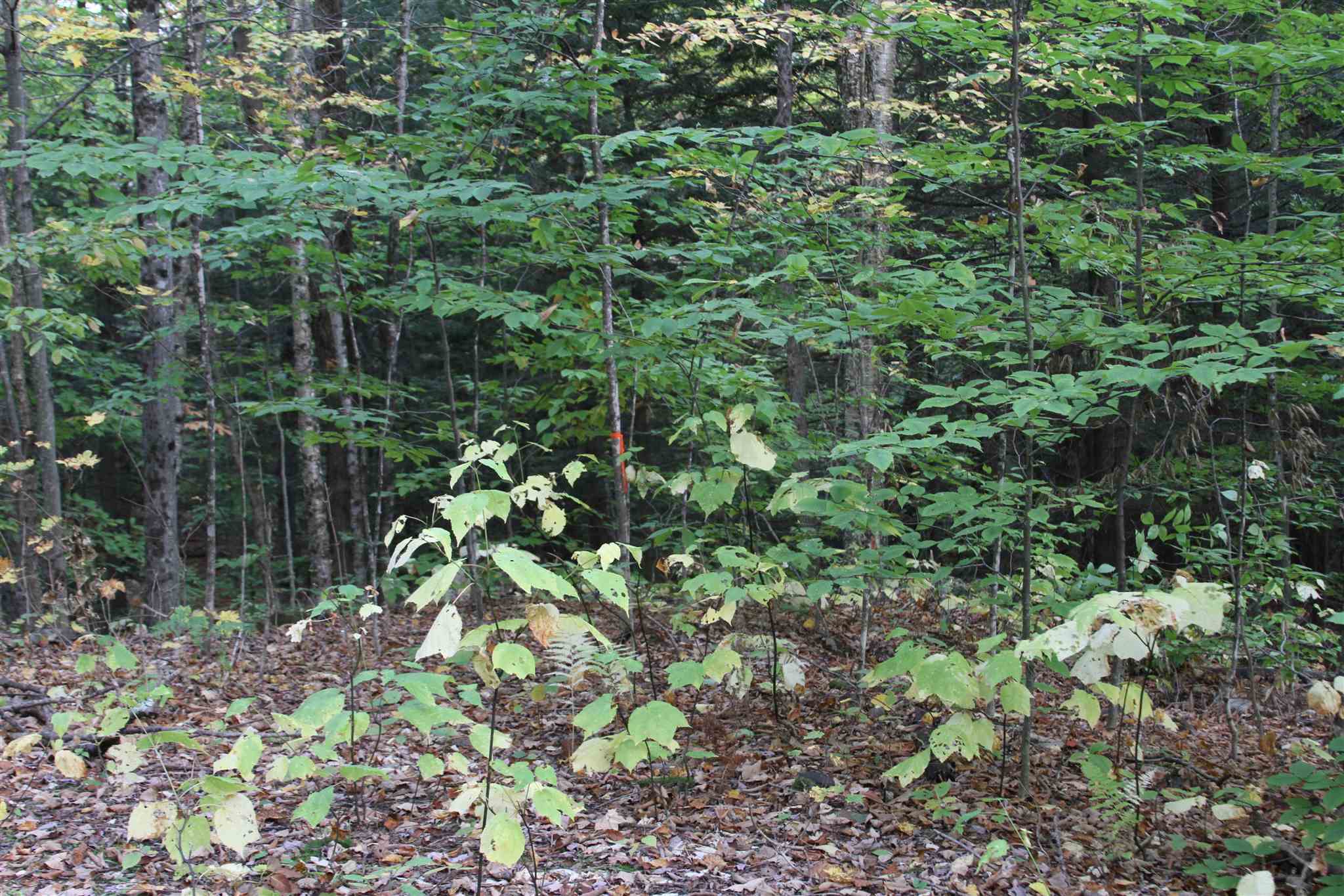 316 Dunbar Hill Road Moretown, VT 05660 - Photo 3 of 4