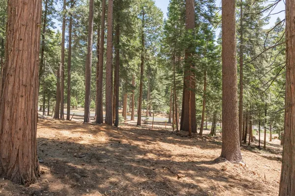 a view of a yard with large trees