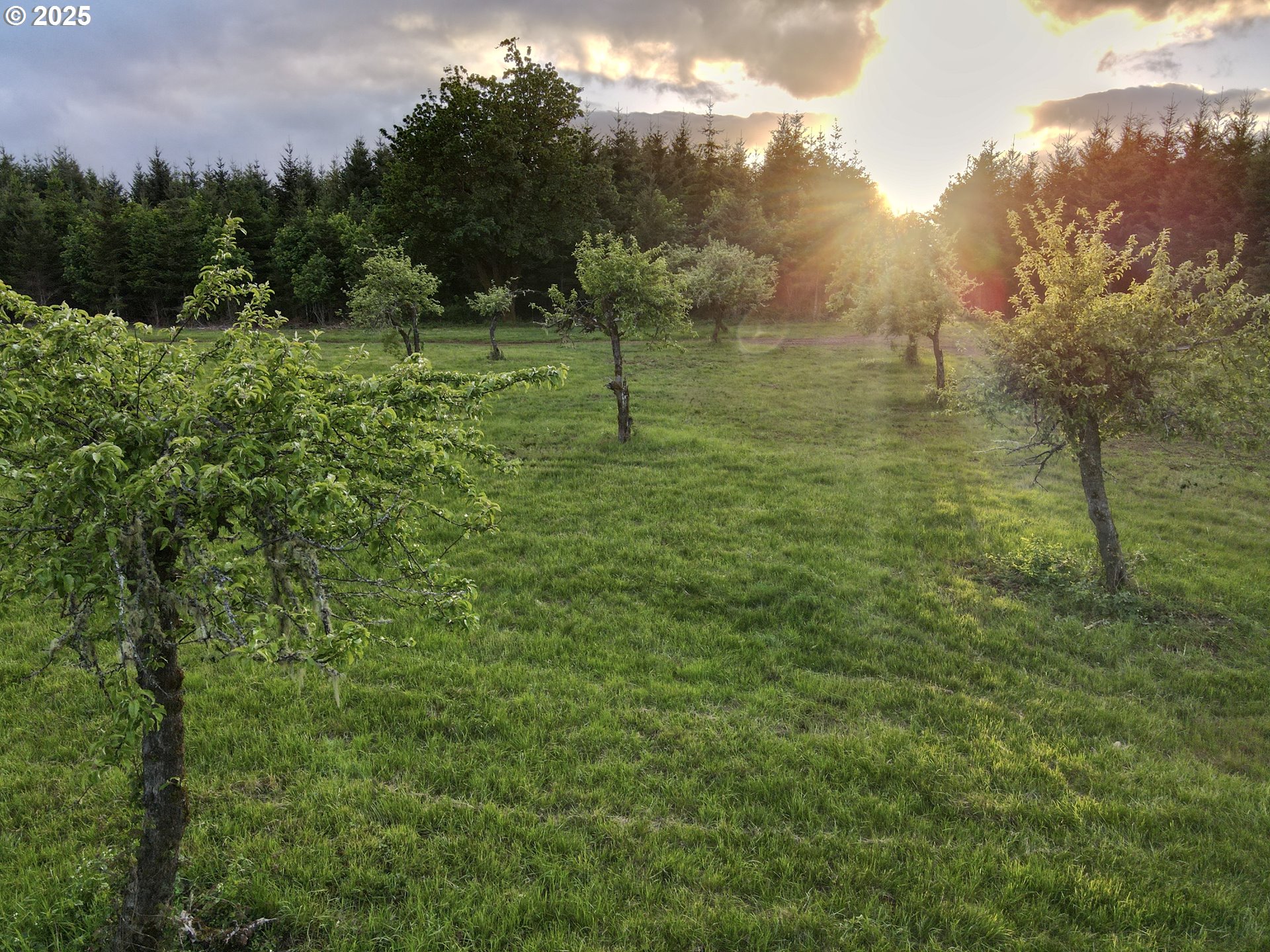 a view of a green field with lots of bushes