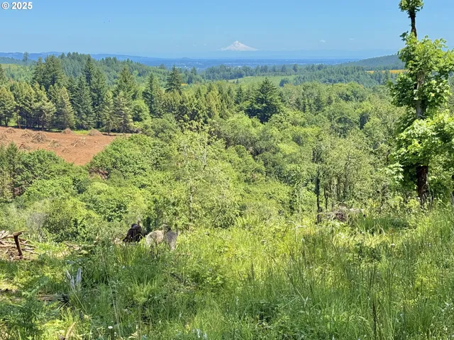 a view of a green field with lots of bushes
