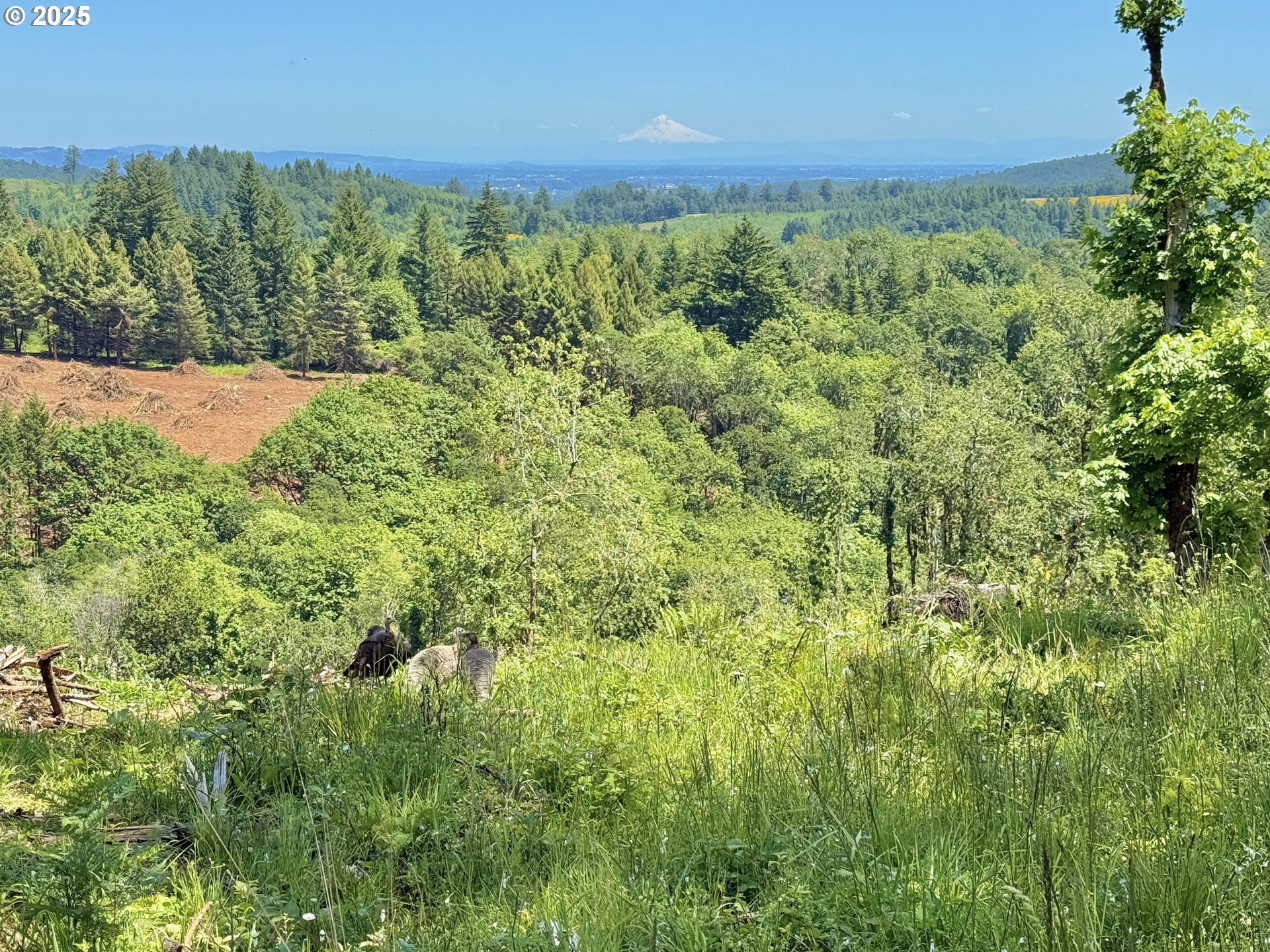 11892 Dupee Valley Road Sheridan, OR 97378 - Photo 12 of 48 a view of a green field with lots of bushes