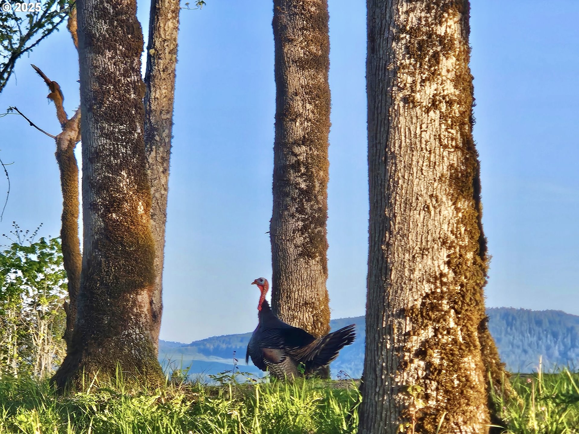 11892 Dupee Valley Road Sheridan, OR 97378 - Photo 13 of 48