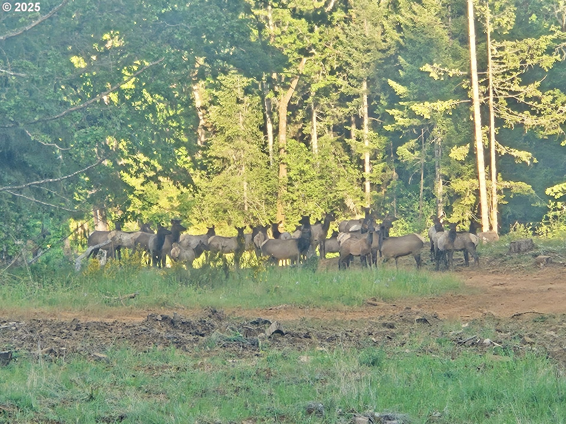 11892 Dupee Valley Road Sheridan, OR 97378 - Photo 14 of 48 a view of a yard with plants and trees