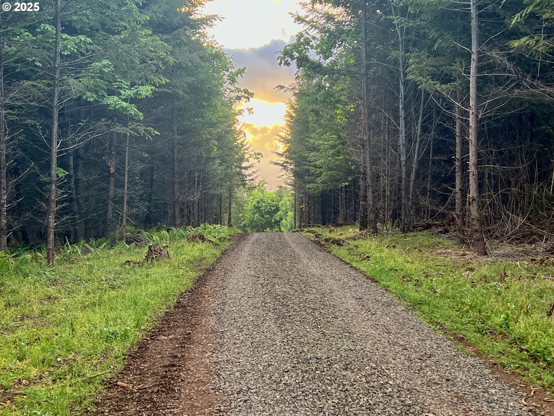11892 Dupee Valley Road Sheridan, OR 97378 - Photo 15 of 48 a view of a yard with plants and large trees
