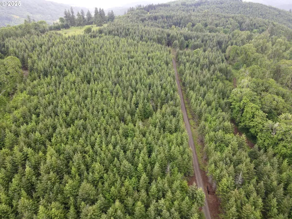 an aerial view of mountain and tree