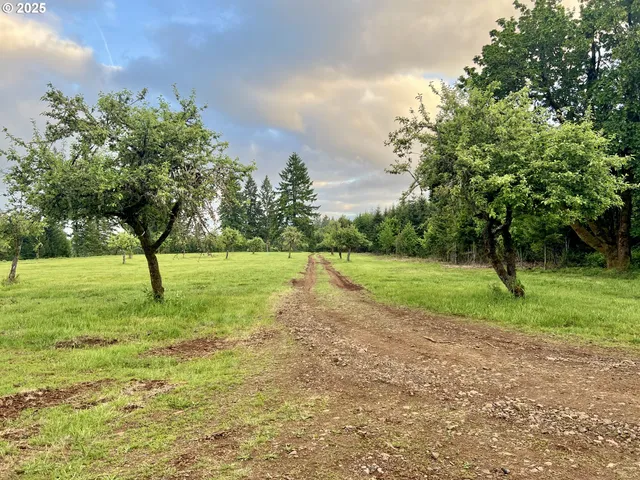 a view of a green field with a tree