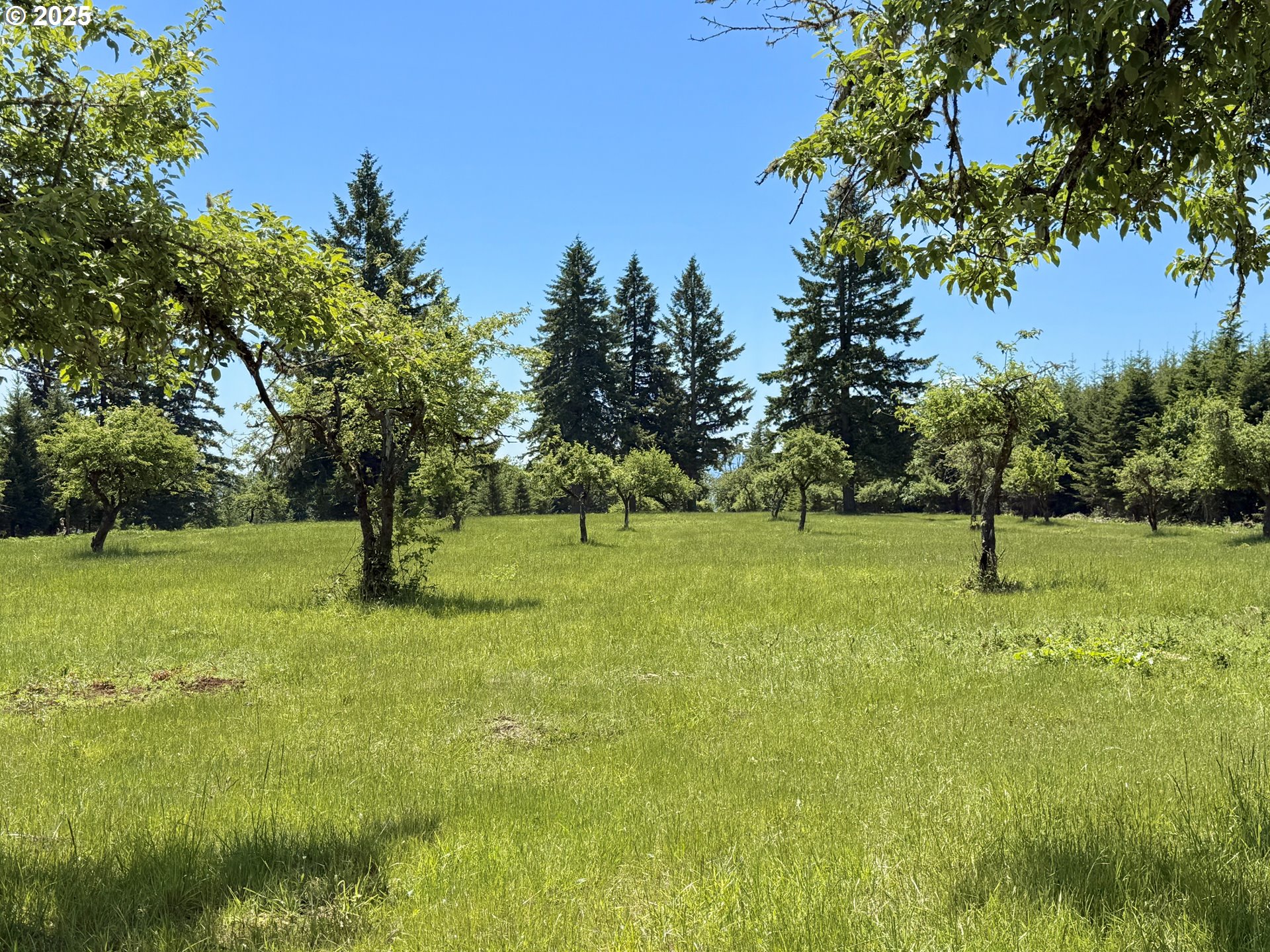 11892 Dupee Valley Road Sheridan, OR 97378 - Photo 25 of 48 a view of field with trees