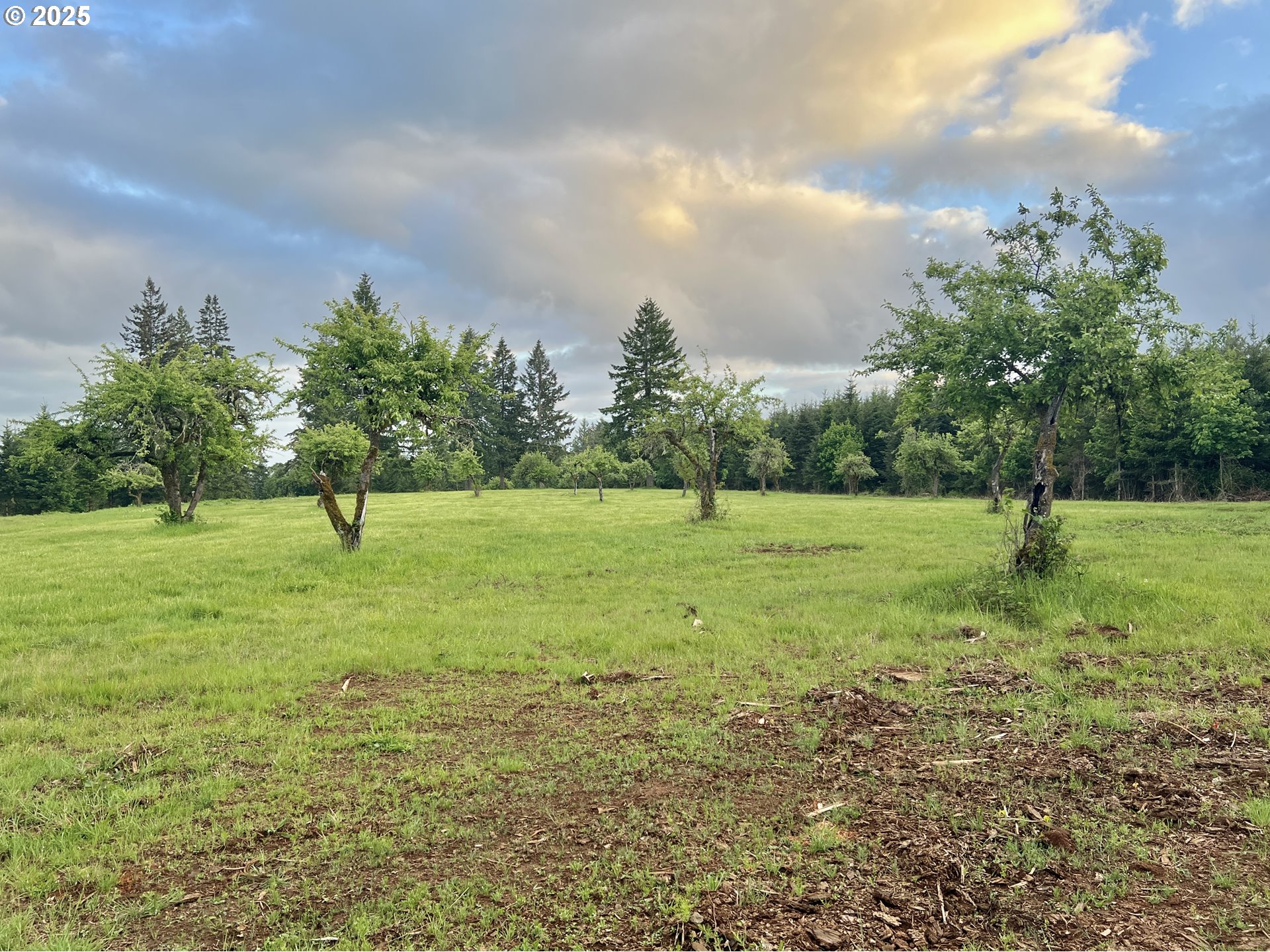 11892 Dupee Valley Road Sheridan, OR 97378 - Photo 26 of 48 a view of a green field with a tree