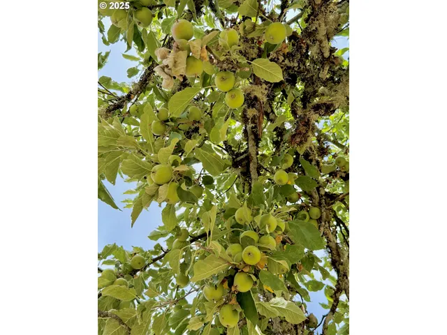 a view of a garden with a tree