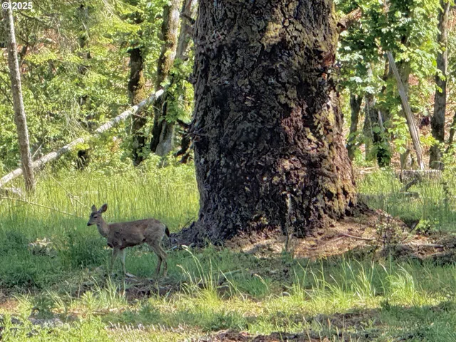 a view of a garden with a house