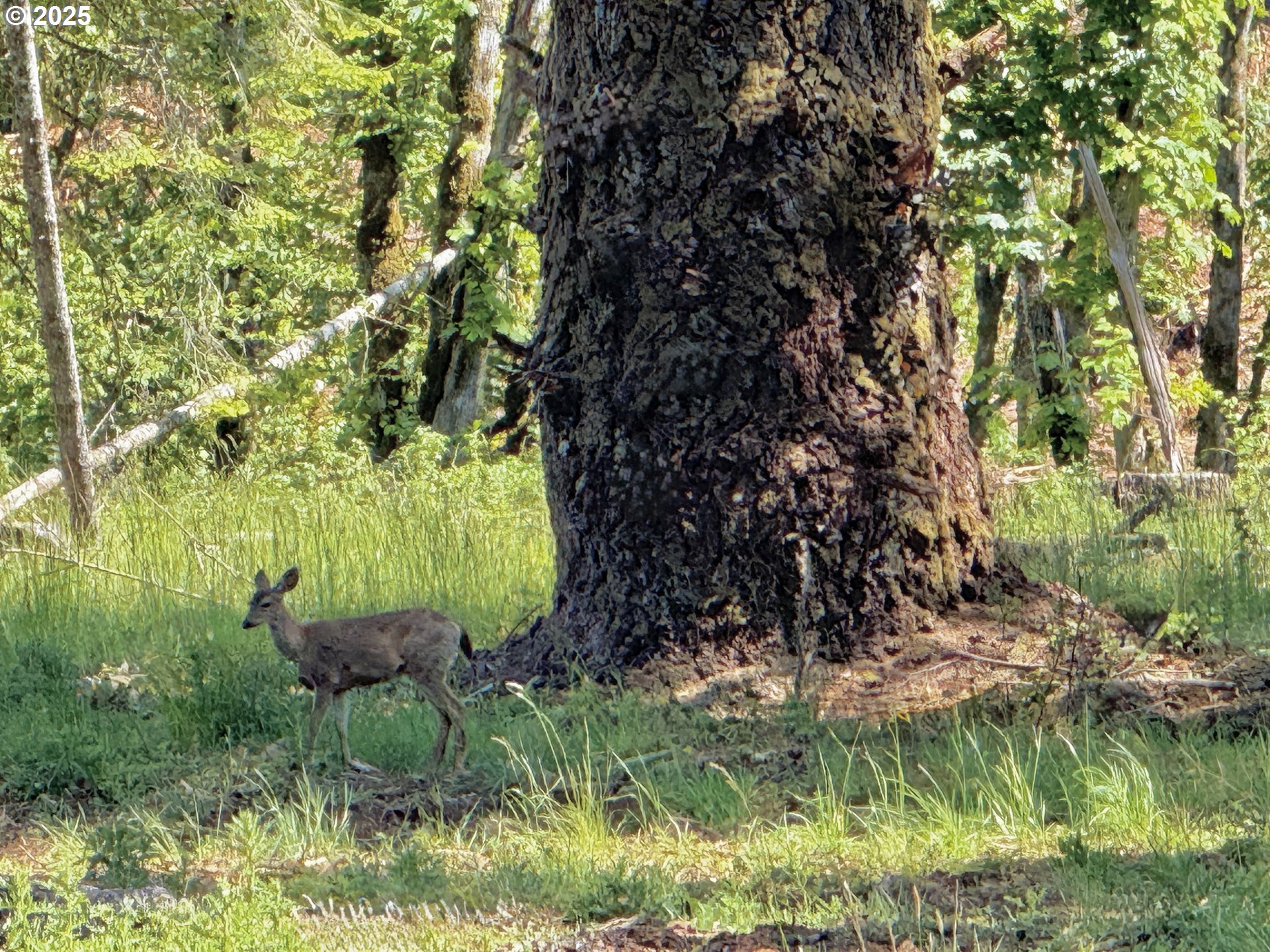 11892 Dupee Valley Road Sheridan, OR 97378 - Photo 28 of 48 a view of swimming pool from a yard