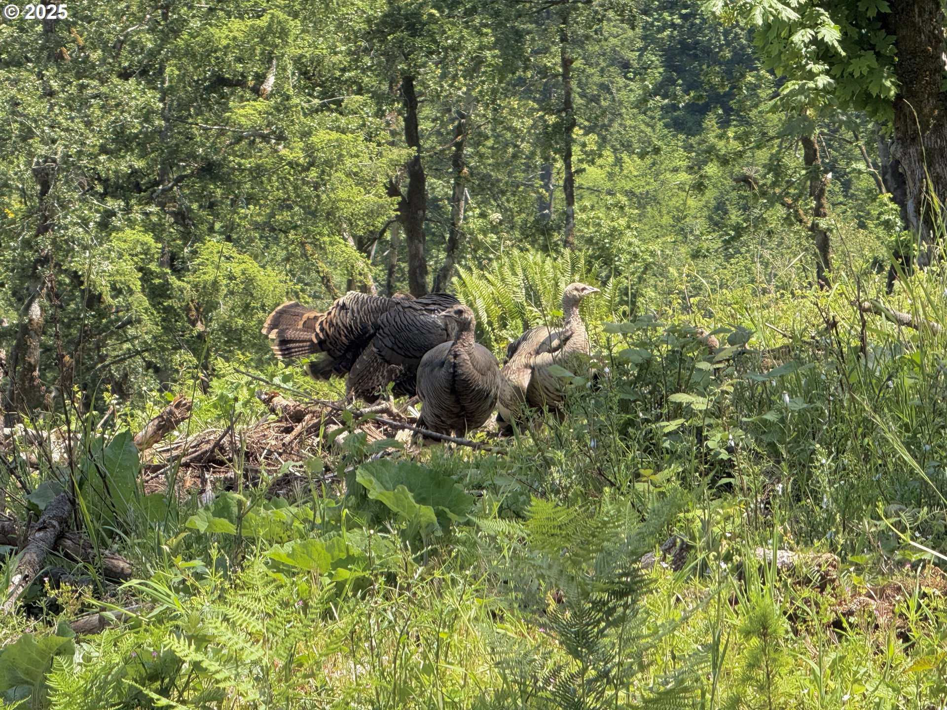 11892 Dupee Valley Road Sheridan, OR 97378 - Photo 29 of 48 a view of a garden with a tree
