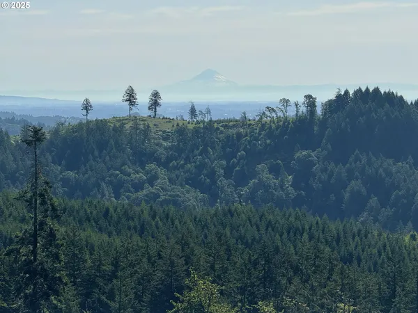 a view of a bunch of trees