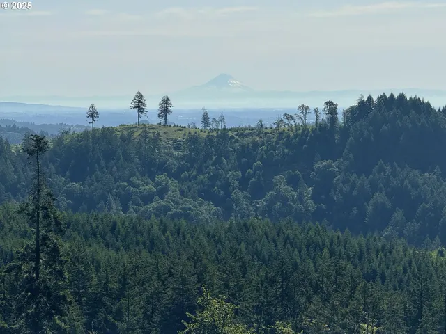 a view of a bunch of trees