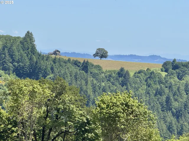a view of a forest with a mountain