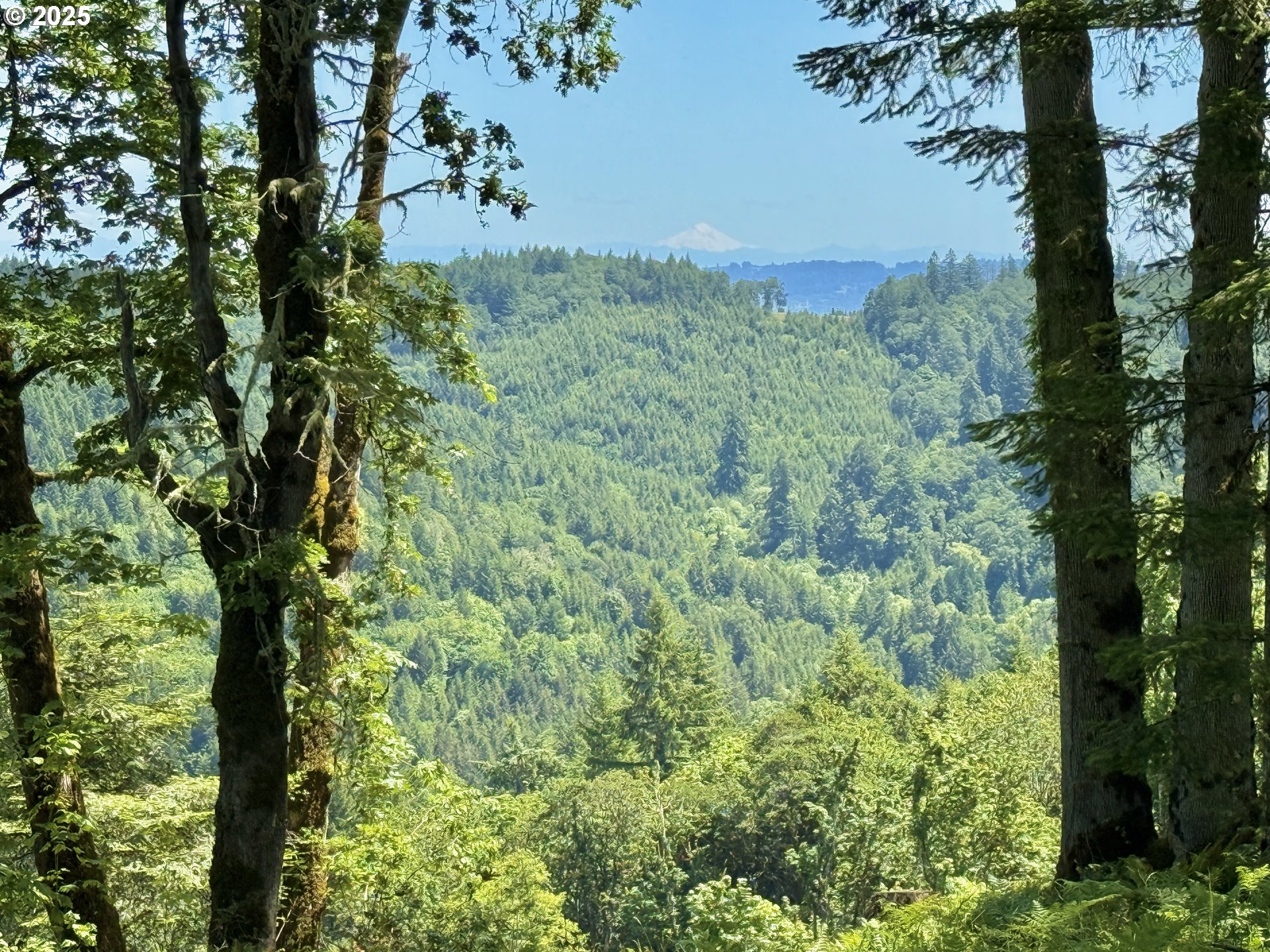 11892 Dupee Valley Road Sheridan, OR 97378 - Photo 33 of 48 a view of a bunch of trees