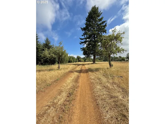 a view of a yard with plants and large trees