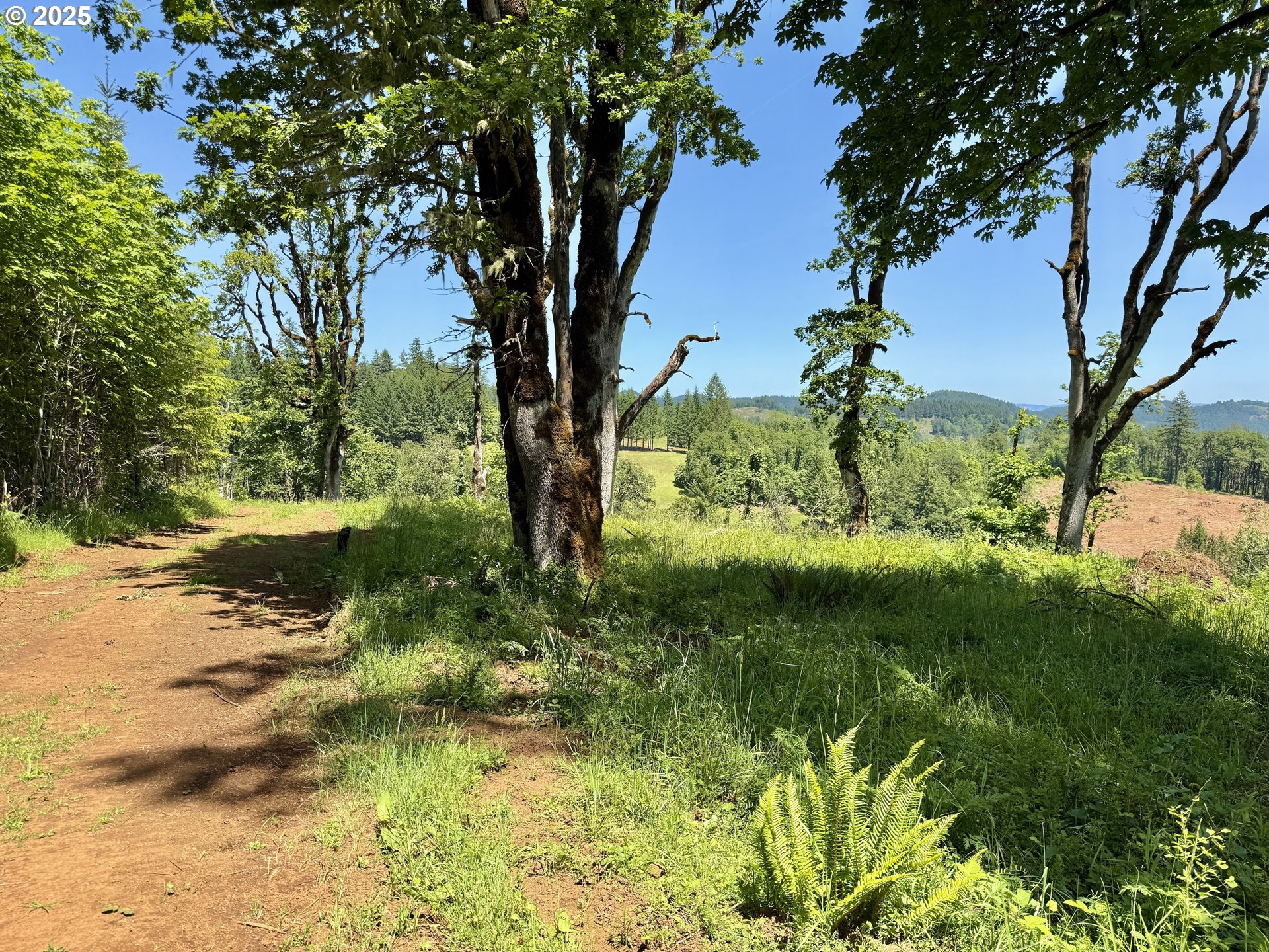 11892 Dupee Valley Road Sheridan, OR 97378 - Photo 36 of 48 a view of a trees in a yard