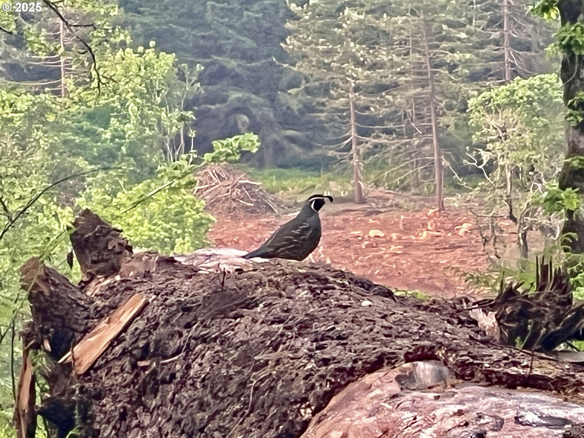 11892 Dupee Valley Road Sheridan, OR 97378 - Photo 37 of 48 a view of a yard with plants and large trees