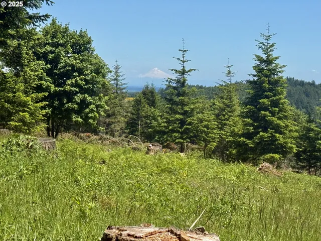 a view of a bunch of trees and bushes