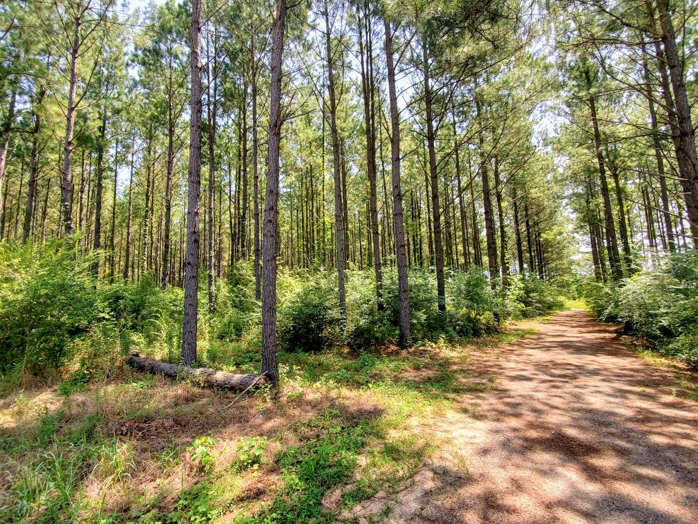 0 Polk-Atwood Road Mount Olive, MS 39119 - Photo 13 of 14 Photo 13