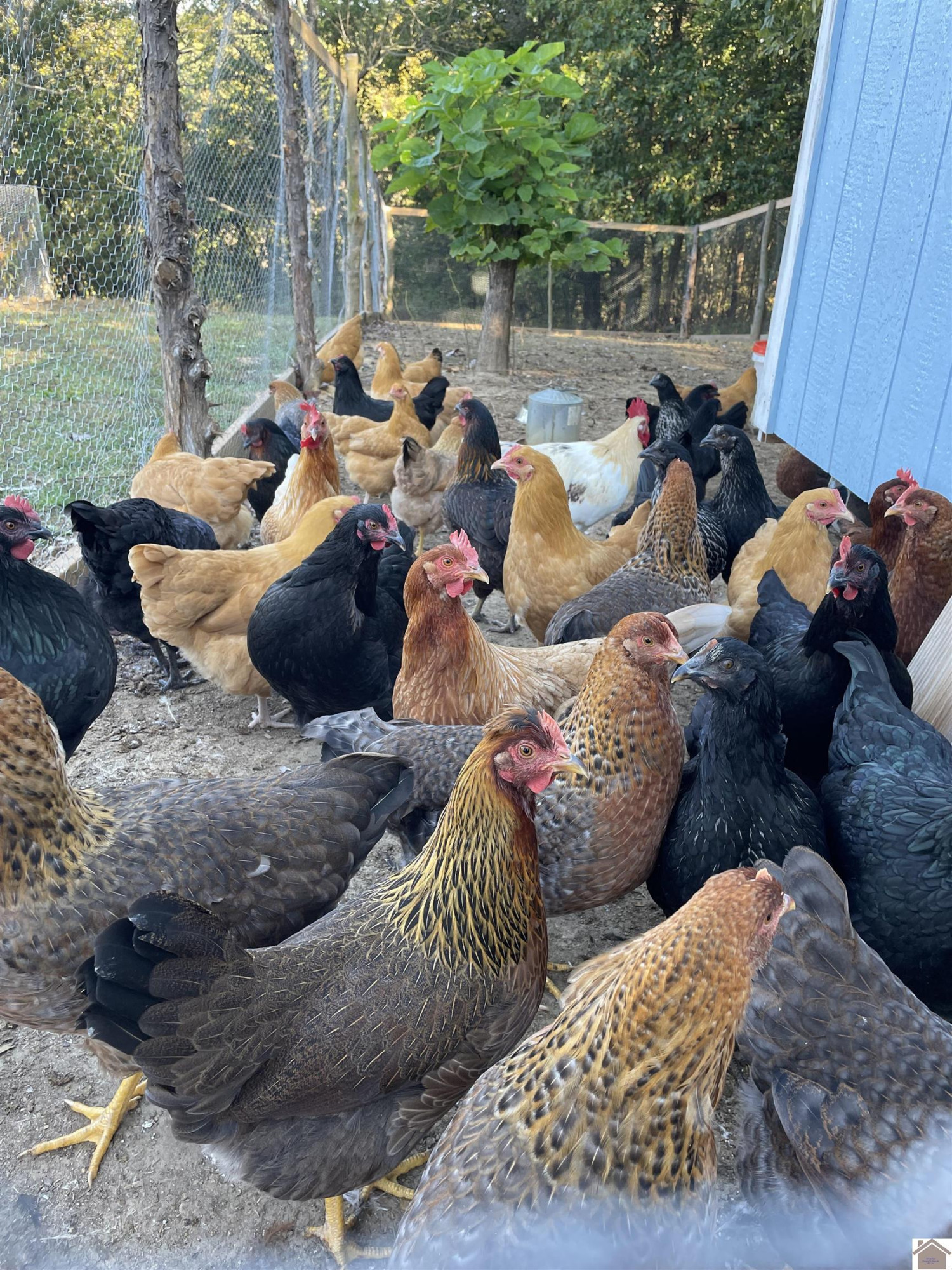 782 Bid Southern Road Tiline, KY 42083 - Photo 33 of 47 Chickens