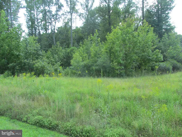 a view of a lush green forest