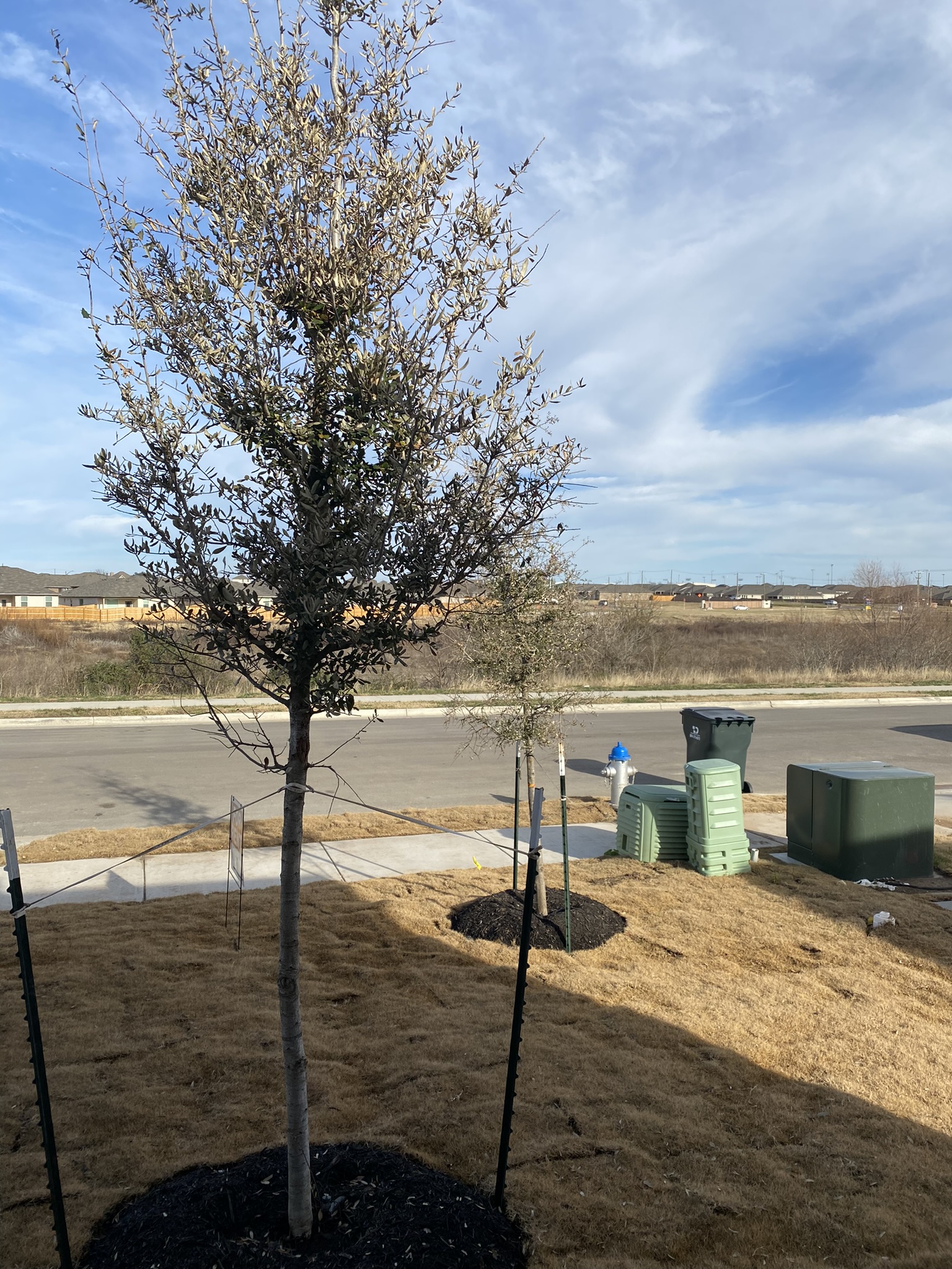 236 Sunniberg Loop Georgetown, TX 78626 - Photo 22 of 22 A front lawn with young trees looks out over the street and neighborhood beyond.