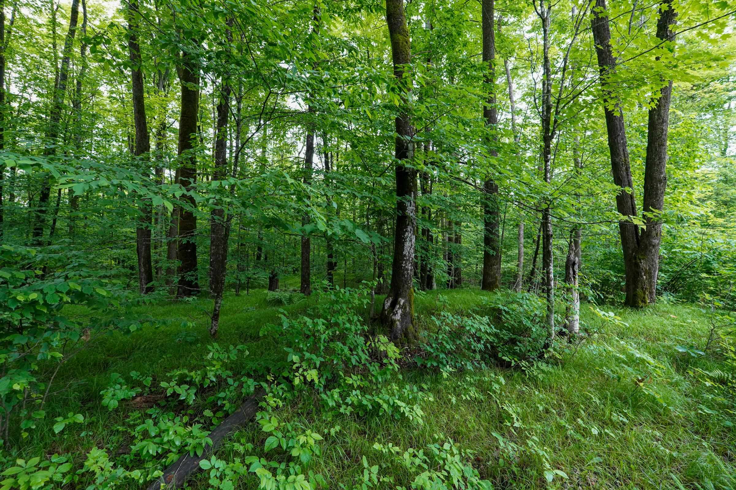 N8865 Forest Edge Road Westboro, WI 54490 - Photo 11 of 13