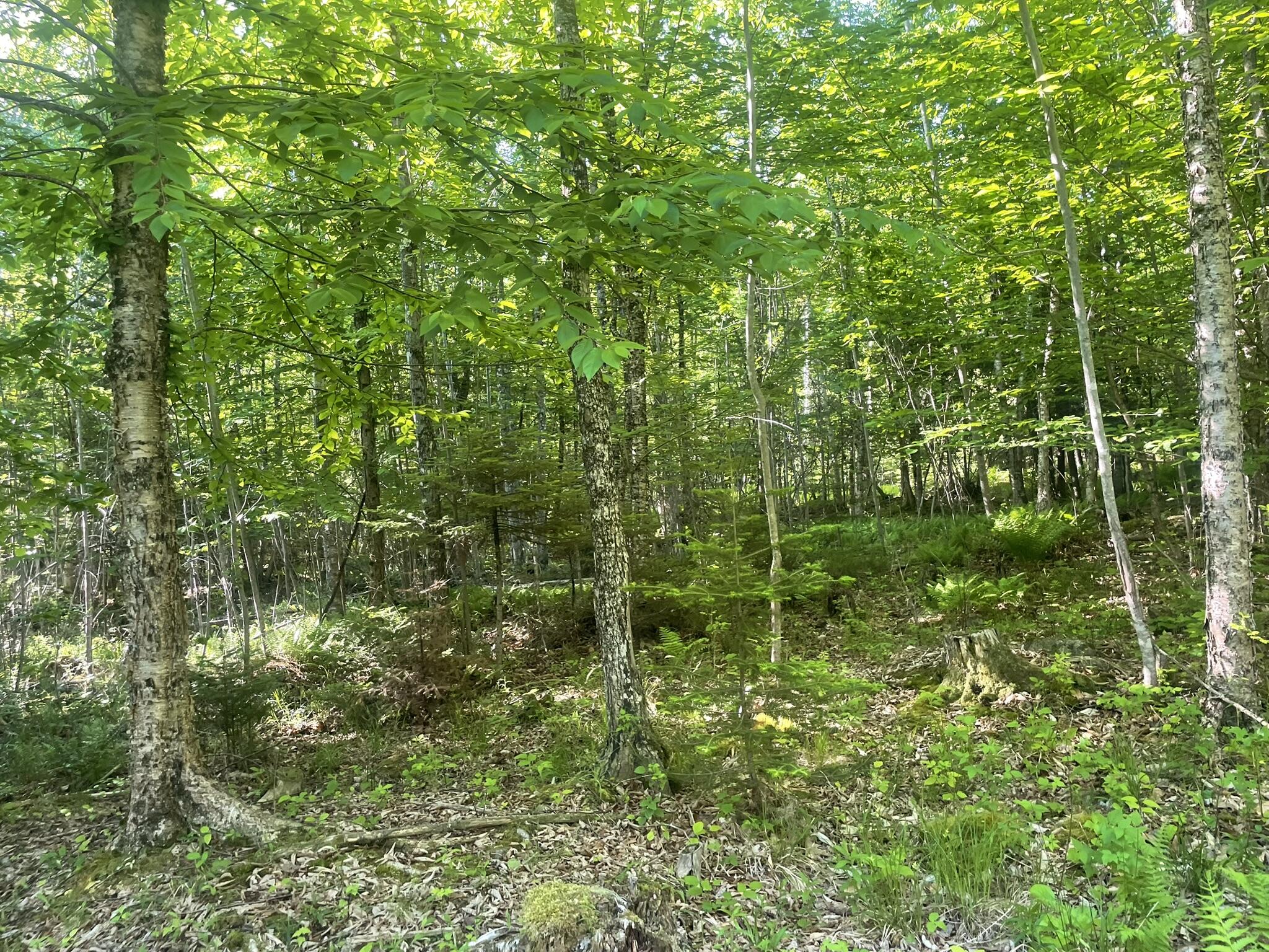 0 Macomber Road Readfield, ME 04355 - Photo 59 of 61 IMG_5695