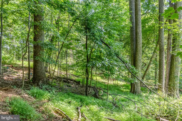 a view of lush green forest