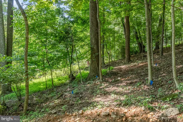a view of a forest with trees