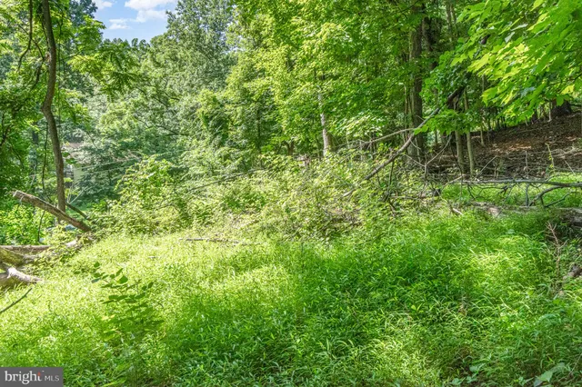 a view of a lush green space