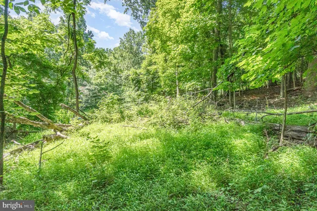 a view of a lush green forest