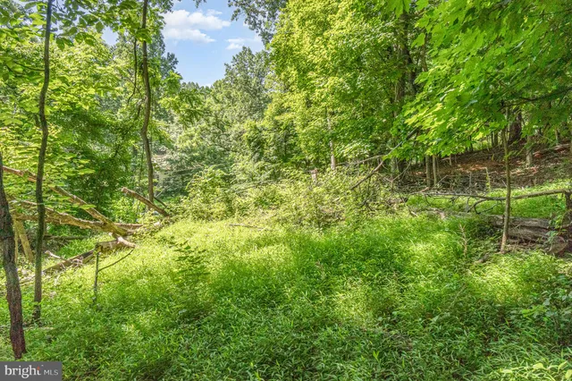 a view of a green yard