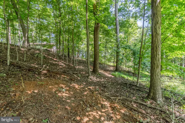 a view of a forest with trees